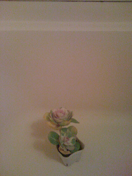 flower in the bathroom